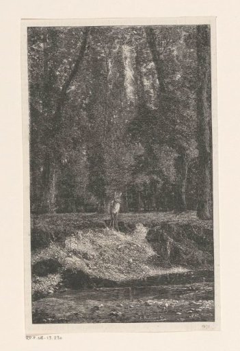Deer by the bank of a pond in the forest