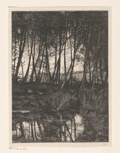 Birds by a pond in a forest