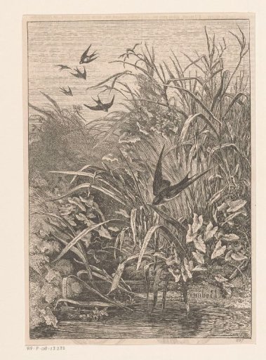 Swallows at the water's edge