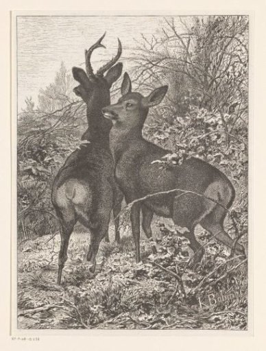 Two stags
