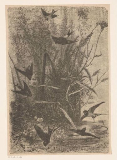 Swallows