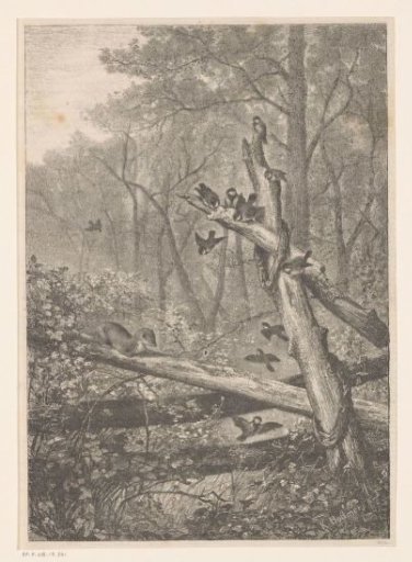 Stoat lurking at birds on a tree trunk