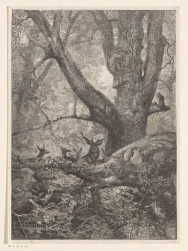 Stags in a forest