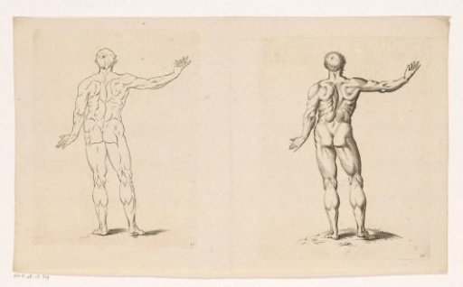 Standing nude man seen from behind
