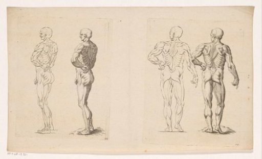 Nude man seen from the side and from behind