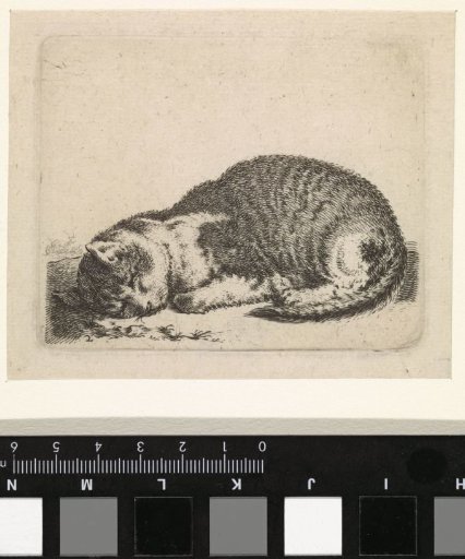 Sleeping cat