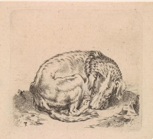 Sleeping dog