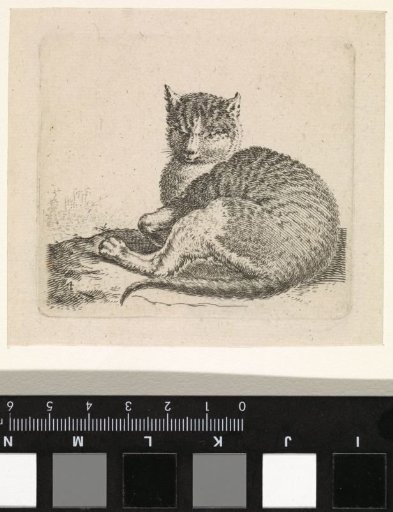 Lying cat