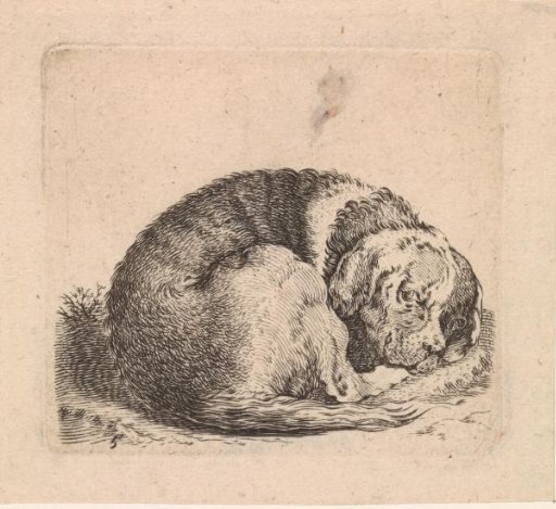 Lying dog with spots