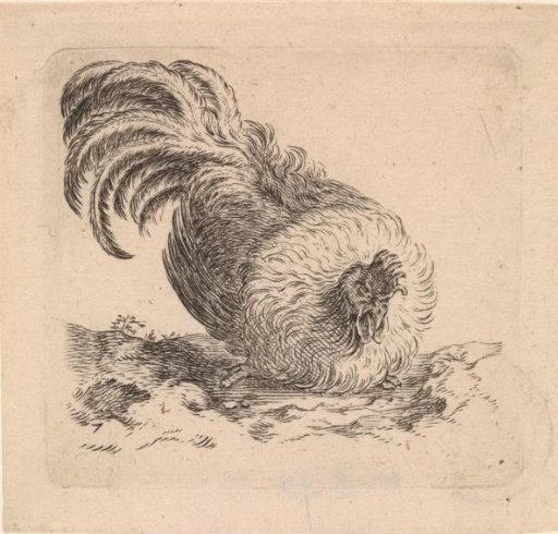 Sitting rooster