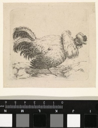 Standing rooster