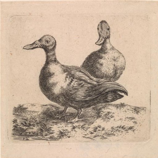 Two ducks