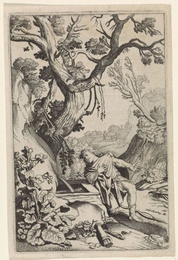 Narcissus