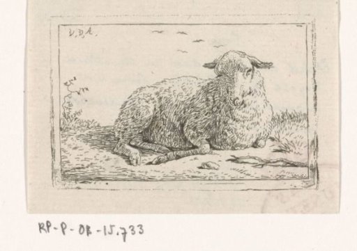 Lying Sheep