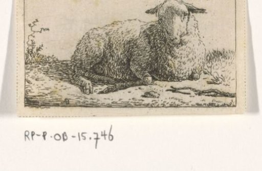 Lying Sheep