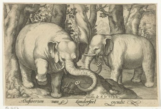Two elephants