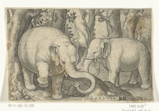 Two elephants