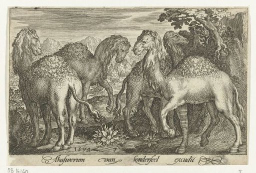 Four dromedaries