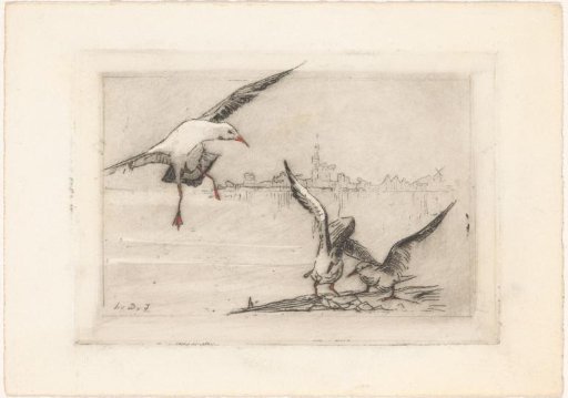 Seagulls by the water