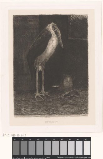 Marabou