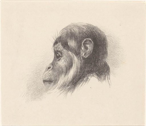 Monkey head