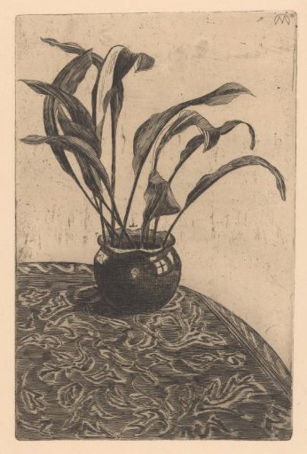 Aspidistra in a pot
