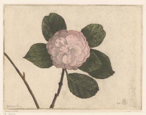 Camellia