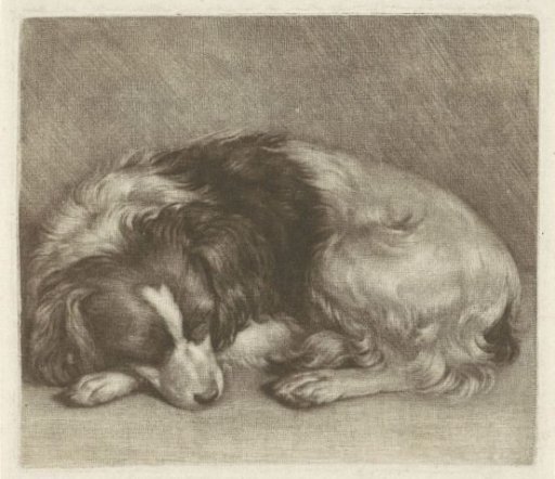 Sleeping Dog, Possibly a Spaniel