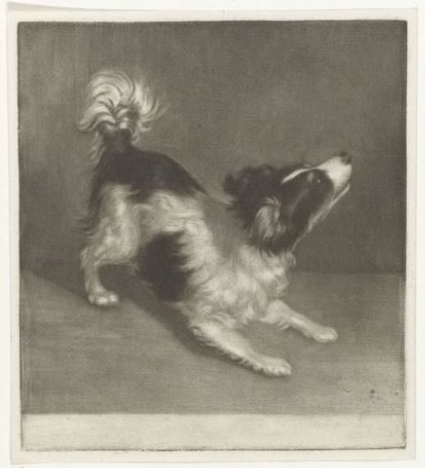 Dog, possibly a spaniel