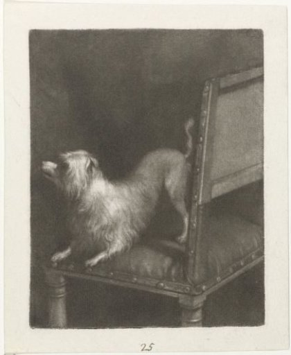 Dog on a Chair