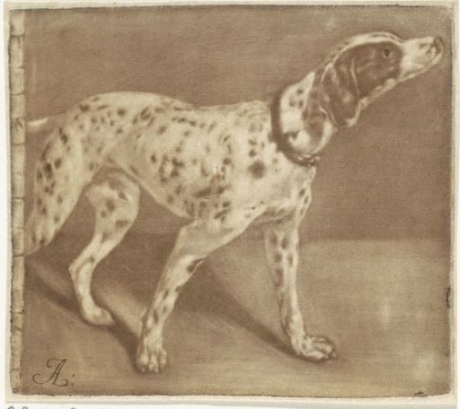 Dalmatian Dog