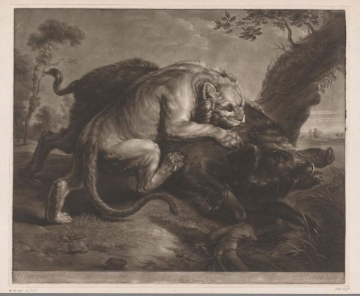 Lioness attacking a wild boar