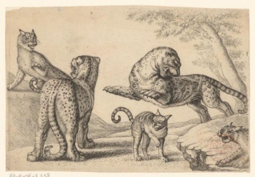 Two leopards and three wild cats