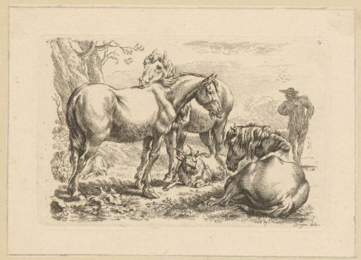 Three horses and a goat