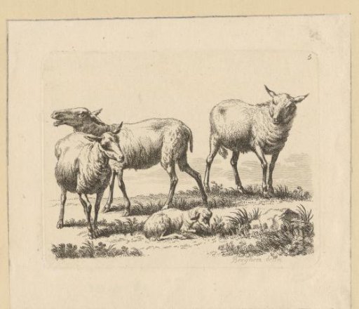 Three sheep and a lamb