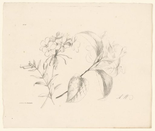 Three flowers
