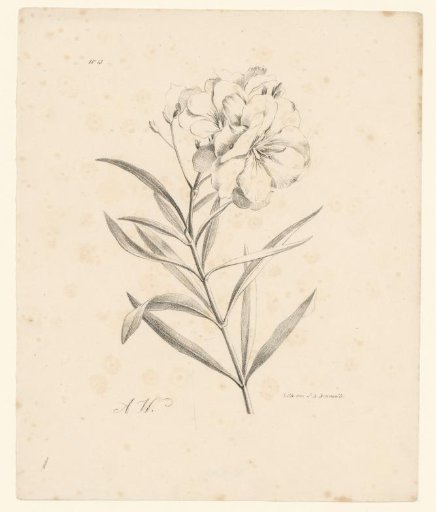 Various flowers