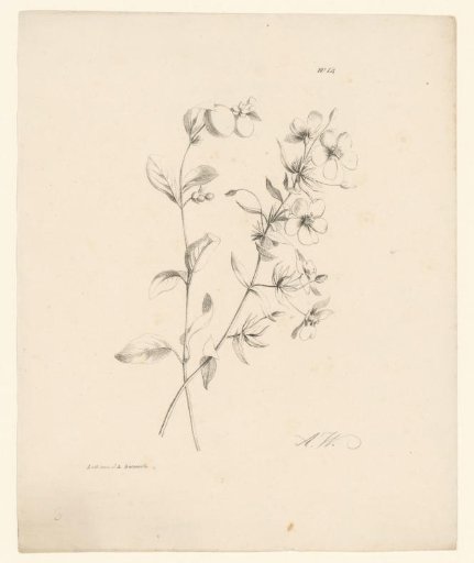 Two flowers