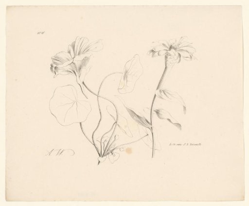 Two flowers