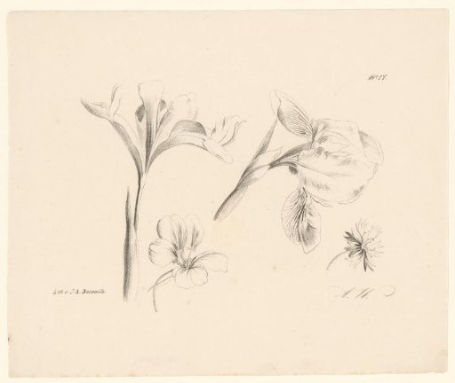 Amaryllises and two other flowers