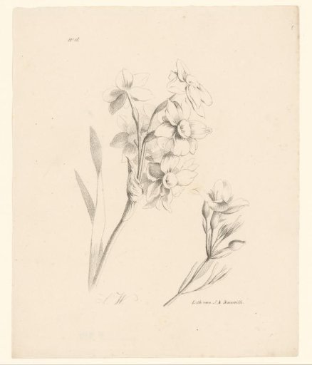 Two flowers