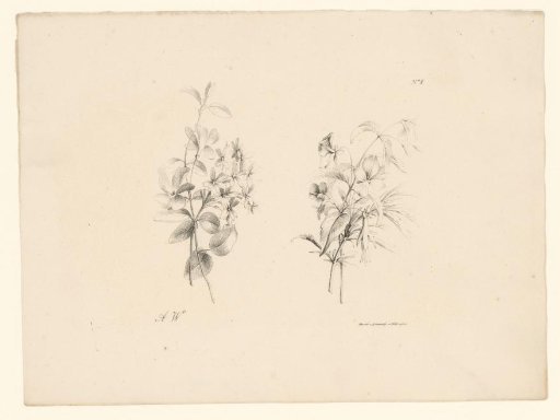 Two flowers
