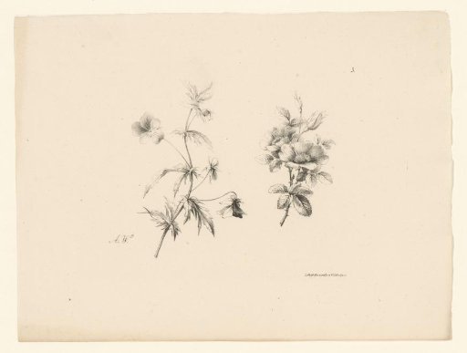 Two flowers