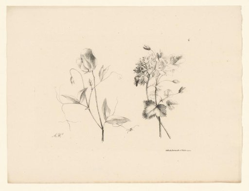 Two flowers