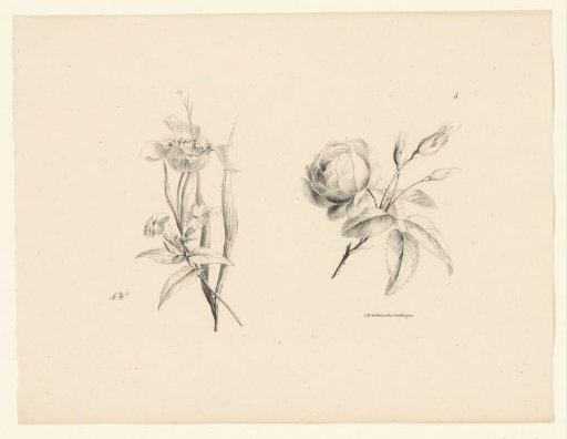 Rose and other flower