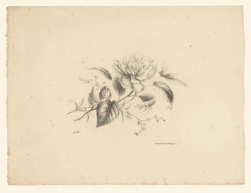 Various flowers