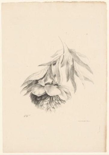 Flower turned downwards