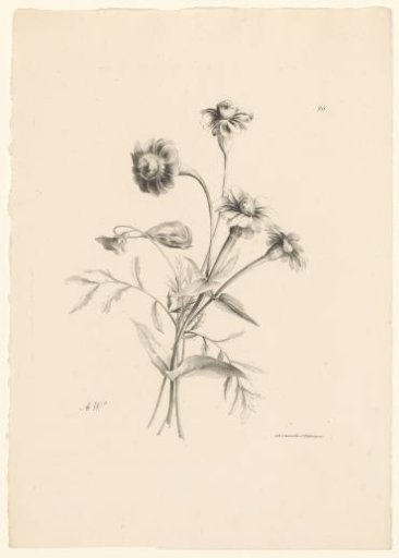 Various flowers