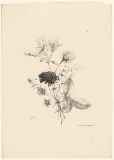Various flowers