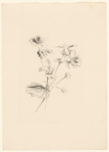 Various flowers